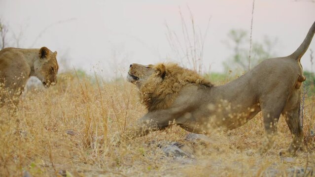 A Male African Lion Stretching his body after having an inter course or mating with his partner.