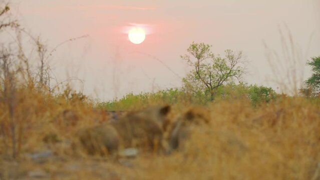 Close up of amazing Sunset with African Lions (Panthera leo).