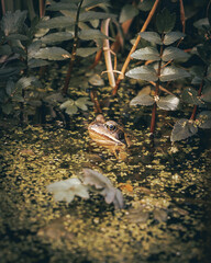frog in the pond