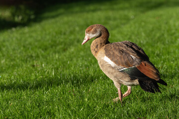 A young Nile goose (Alopochen aegyptiaca) walks through a green meadow