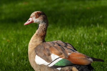 An adult Nile goose female (Alopochen aegyptiaca)  on green meadow