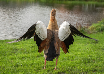 A full-length adult Nile goose (Alopochen aegyptiaca) photographed from behind.