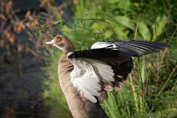 Portrait of an adult Egyptian goose (Alopochen aegyptiaca) female with wings spread