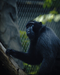 Portrait of a Primate