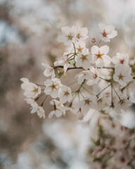 Cherry Blossom