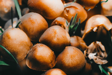 mushrooms in the garden