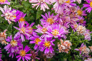Purple aster flowers are covered with morning frost. Autumn frosts in the backyard garden