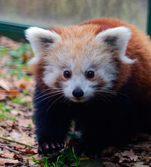 Fluffy Red Panda, Lesser Panda , is Yawning on the Tree