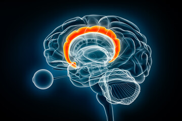 Cingulate gyrus x-ray view 3D rendering illustration. Human brain and limbic system anatomy, medical, healthcare, biology, science, neuroscience, neurology concepts.