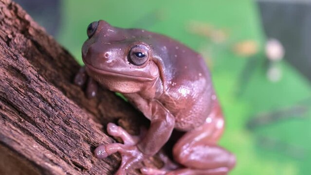 An Australian tree frog sits on the bark of a tree. The frog turns around and looks at the camera.