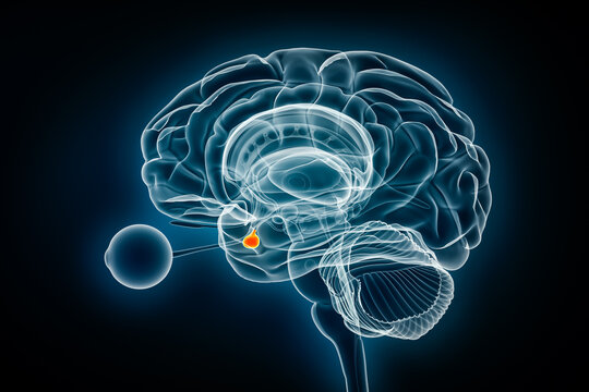 Pituitary Gland Or Neurohypophysis X-ray View 3D Rendering Illustration. Human Brain, Nervous And Endocrine System Anatomy, Medical, Healthcare, Science, Neuroscience, Neurology Concepts.