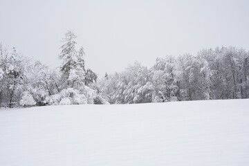 Field and forest with snow-covered trees in the winter season in a Swiss village near the Alps. In background is overcast sky.