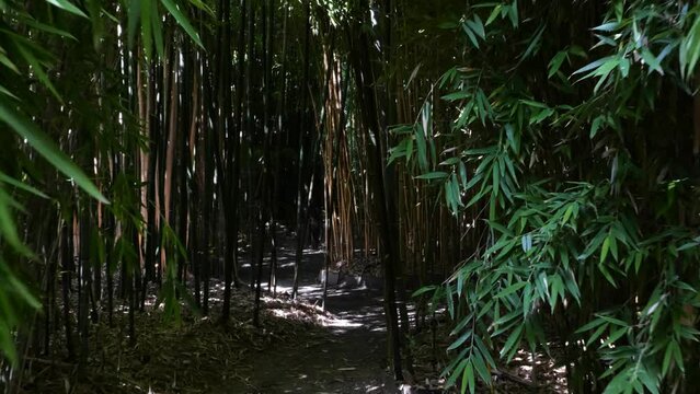 bamboos in a bamboo forest