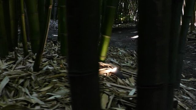 bamboos in a bamboo forest