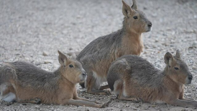 Lesser capybaras (Hydrochoerus isthmius) resting but staying alert