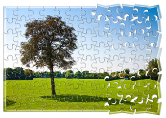 Lone tree in a green meadow - environmental conservation concept in jigsaw puzzle shape