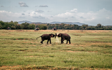 Słonie Walka Sri Lanka Safari - Zachód Słońca 6 - obrazy, fototapety, plakaty