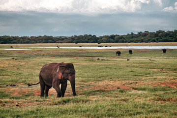 Słonie Sri Lanka Safari National Park - Zachód Słońca 3 - obrazy, fototapety, plakaty