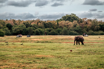 Słonie Sri Lanka Safari National Park  - Zachód Słońca 4