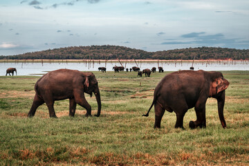 Słonie Sri Lanka Safari National Park - Zachód Słońca 2 - obrazy, fototapety, plakaty