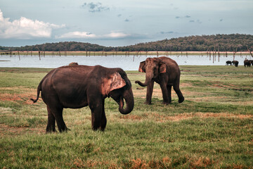 Słonie Sri Lanka Safari National Park - Zachód Słońca 1 - 676040881