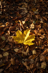 Żółty liść klonu leżący na drodze usłanej jesiennymi liśćmi - obrazy, fototapety, plakaty