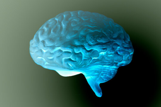 Human brain anatomical model on black background
