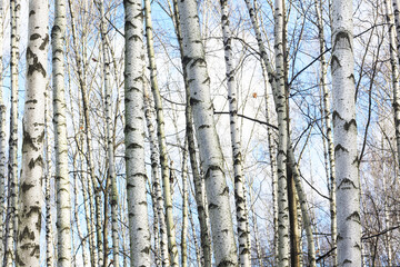 Obraz premium Beautiful birch trees in autumn