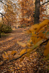 Park w jesiennych kolorach, drzewa z barwnymi liśćmi z przewagą żółtego i brązowego