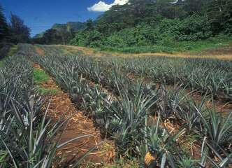 French Polynesia: Pineapple plantation on Moorea Islands. - obrazy, fototapety, plakaty