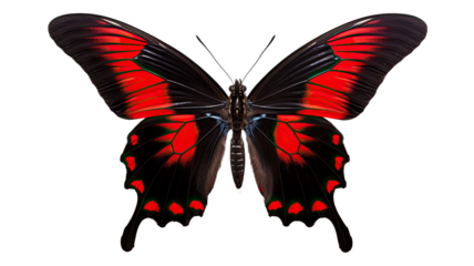 Papilio maackii. Alpine red swallowtail. Colorful exotic swallowtail butterfly