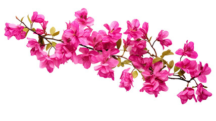 blooming branch of cherry Isolated on transparent background