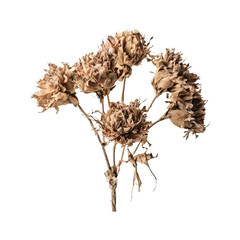 A dried flower on a black background