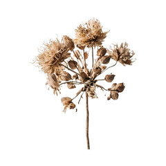 A dried flower on a stem