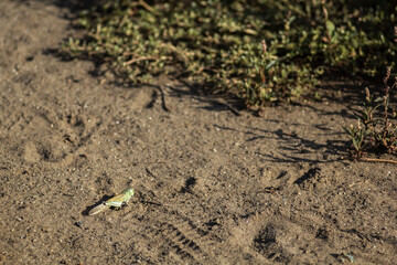 Grasshopper