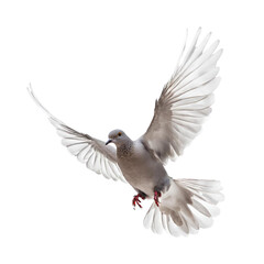 Spread Your Wings The Majestic Beauty of a White Bird in Flight