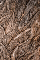 Poplar tree bark texture, a natural wooden background. 