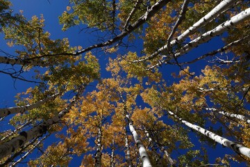 A group of ponderosa pine trees turn yellow during autumn as the seasons change.