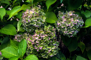 Hydrangea flowers on a bush with green leaves close-up.
