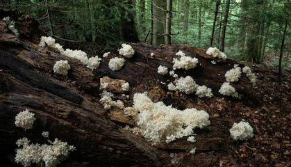 Obraz premium Colony of staghorn mushrooms in the form of corals on a dead tree trunk.