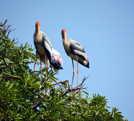 Leptoptilos is a genus of very large tropical storks, or the adjutant bird. The name means thin...