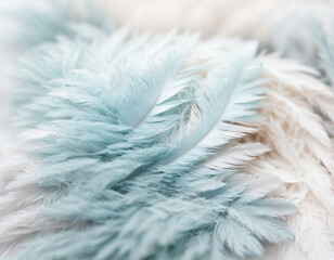 Obraz premium close up of feathers