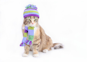 Cat in a knitted scarf and a knitted hat. Cat dressed in a knitted outfit. Pet care. Clothing for animal. Studio shot of Kitten. Web banner. Copy space. Portrait of a Cat ready for cold winter