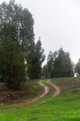 Serene dirt road winding through the majestic Serra de Ossa, Alentejo, Portugal. Canopy of trees creates a picturesque autumn scene.