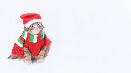 Beautiful Cat in Christmas cap, knitted red green scarf and a knitted red sweater. Clothing for animal. Studio shot of Kitten in festive outfit. Happy New Year. Christmas cat. Winter. Copy space