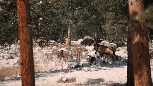 Elk walking and grazing across the snowy mountains of Colorado 