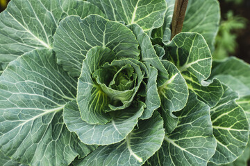 Beautiful natural background with cabbage, top view of green leaves