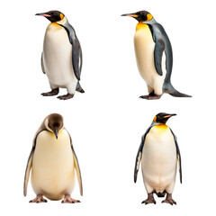 Set of emperor penguins