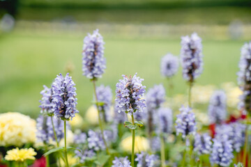 Beautiful floral natural background with garden flowers