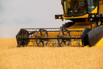 The wheat that comes at harvest time is collected with a combine harvester.